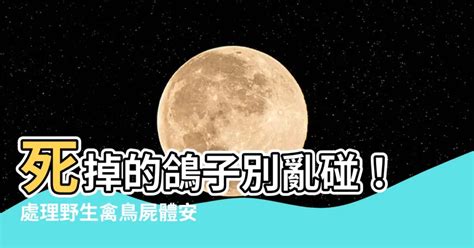 鴿子死在家門口|【死掉的鴿子】驚見死掉的鴿子？別慌！常見問答一次看